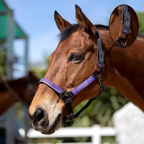 Kensington Breakaway Halter